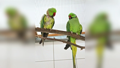 Achmed &amp; Bingo. (Foto: Tierheim Riem)