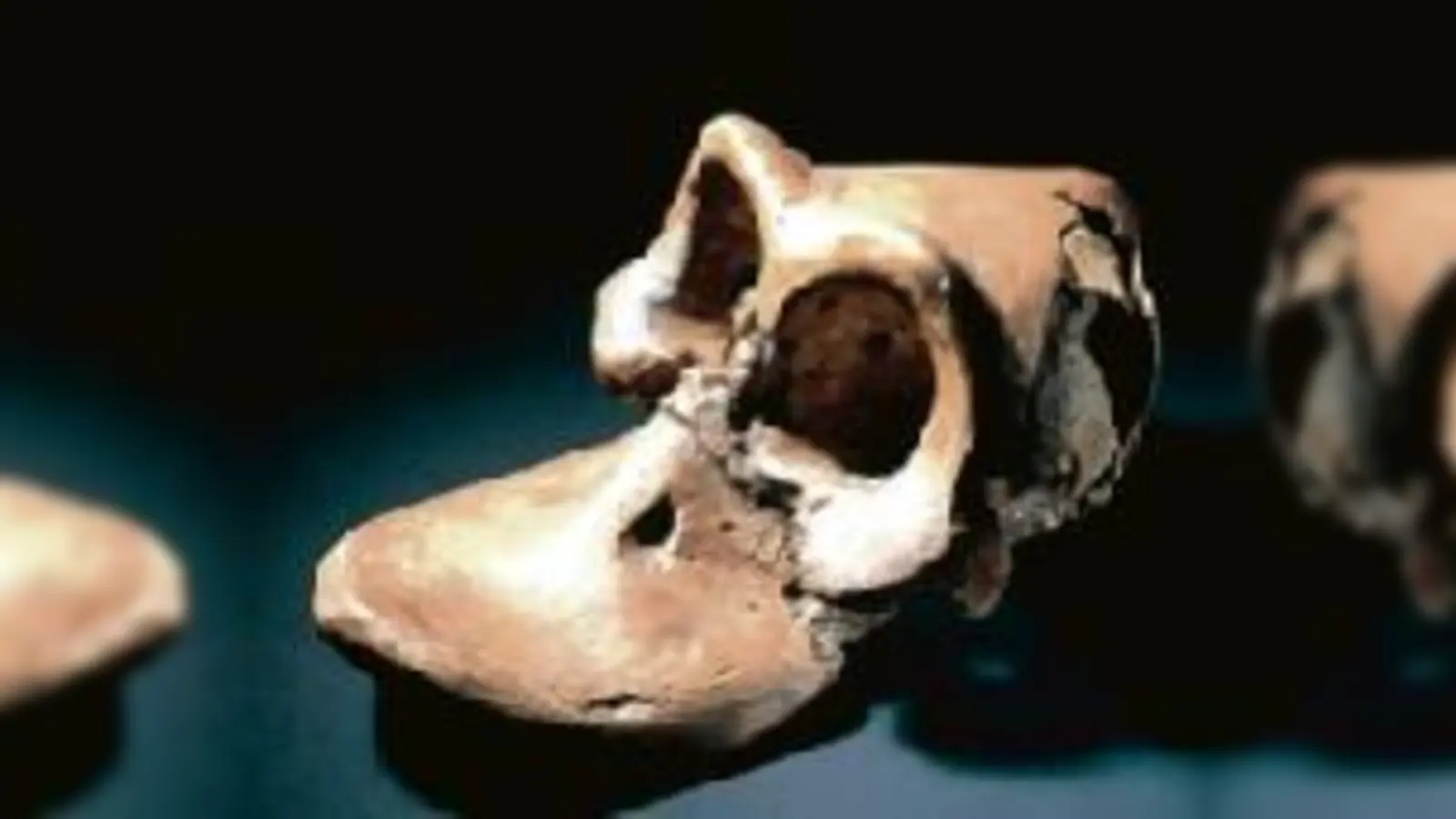 Solche »sensationellen Funde« sind auf der »Duckomenta« keine Seltenheit.	 (Foto: VA)