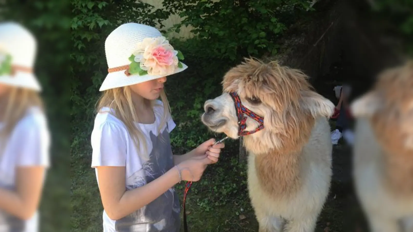 Alpaka »Natcho« sorgt im Garten der Kinderklinik  für Abwechslung. 	 (Foto: Städtisches Klinikum München)