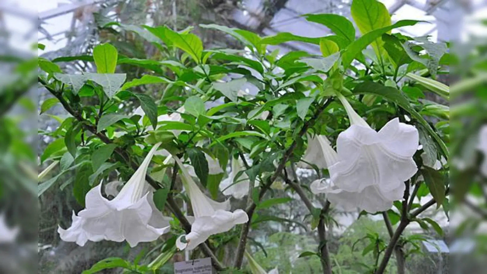 Einen süßen Duft strömen besonders gegen Abend die Blüten der Engelstrompete aus. Sie locken Nachtfalter, aber auch Kolibris. 	 (Foto: VA)