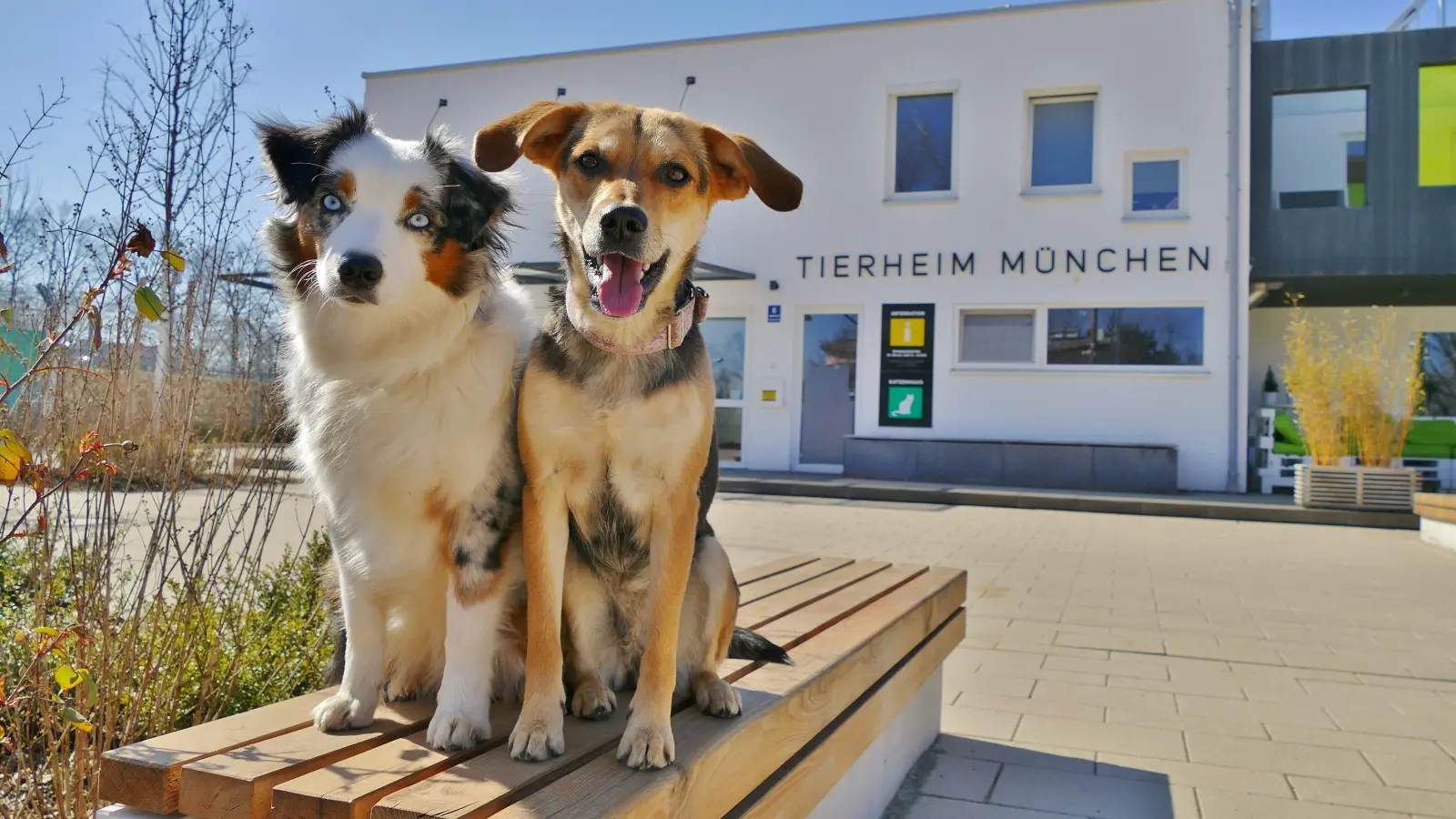 Auch Leilani und Ivy freuen sich schon sehr auf das Frühlingfest im Tierheim München. (Foto: Tierschutzverein München)