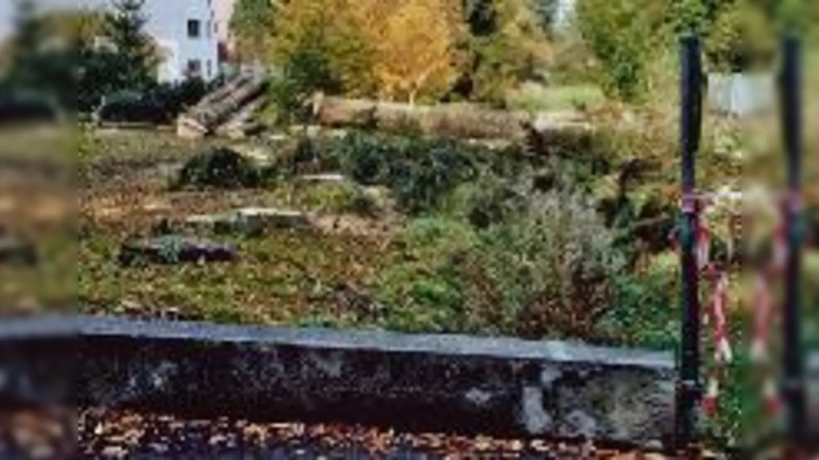 Die Alleensanierung geht voran.	 (Foto: Privat)