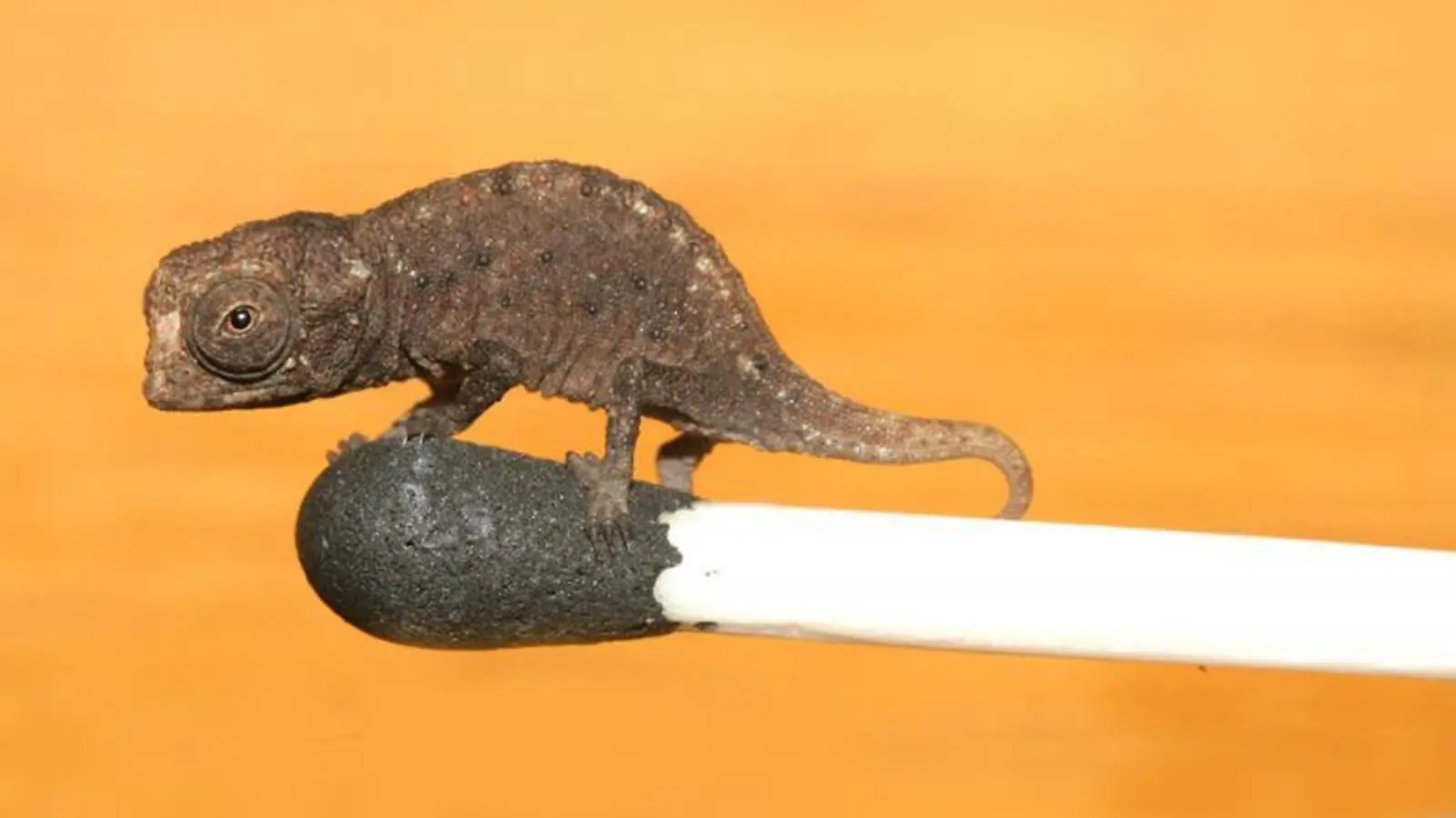 Klein genug, um auf einem Streichholzkopf Platz zu finden. Das Jungtier von Brookesia micra ist eines der kleinsten Reptilien der Welt. (Foto: Jörn Köhler)