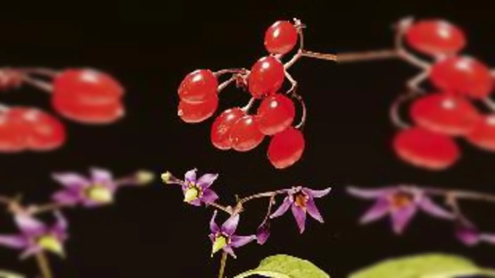 Bitteres Nachtschattengewächs.	 (Foto: VA)