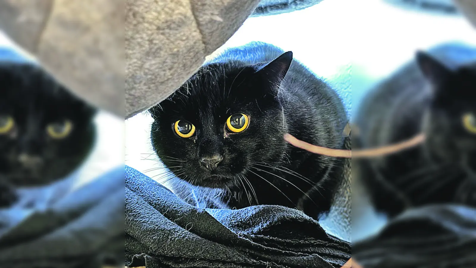Europäisch Kurzhaar Kater Jerry. (Foto: Tierheim Riem)
