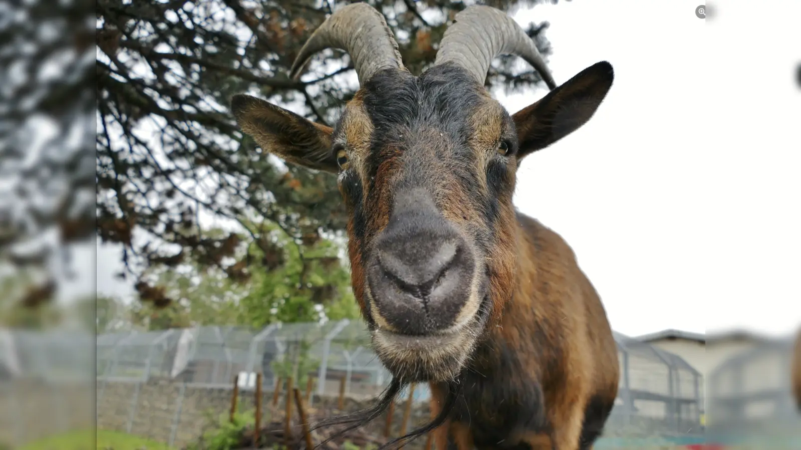 Ziegenbock Aaron lebte viele Jahre auf dem Gelände des Münchner Tierheims und hatte dort Kult-Status. (Foto: Tierschutzverein München)