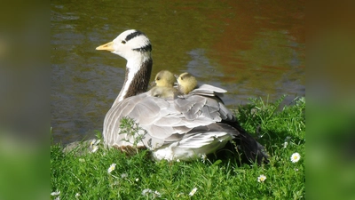 Streifengänse brüten am Kleinhesseloher See, aber ziehen ihren Nachwuchs am Teehaus auf. (Foto: Silke Sorge)