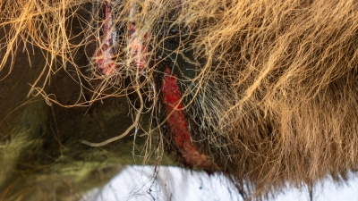 Team Tierschutz und Animal Rebellion haben sich nach dem Ochsenrennen in Taufkirchen im Juni an Frau Kaniber gewandt und fordern ein Verbot solcher Veranstaltungen, welches durch das Tierschutzgesetz (TierSchG) „nicht nur gedeckt, sondern zwingend geboten” sei.  (Foto: Animal Rebellion)