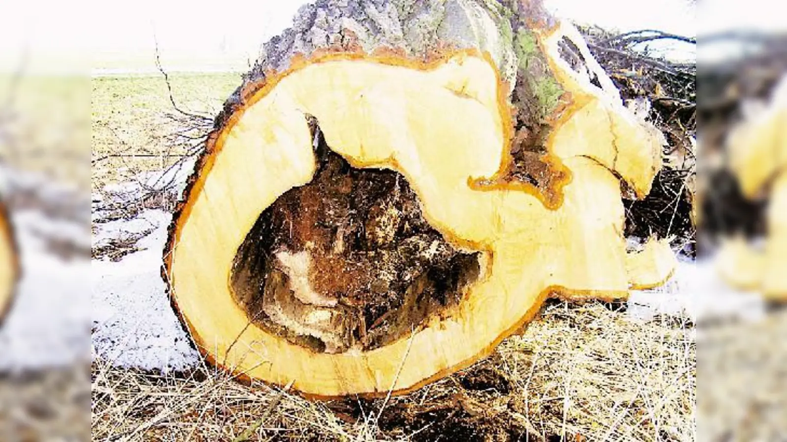Die bis zu 270 Jahre alten Linden der Haimhauser Allee sind von innen sehr morsch. Trotzdem fällt es vielen sehr schwer, sich von ihnen zu trennen. (Fotos: sh)