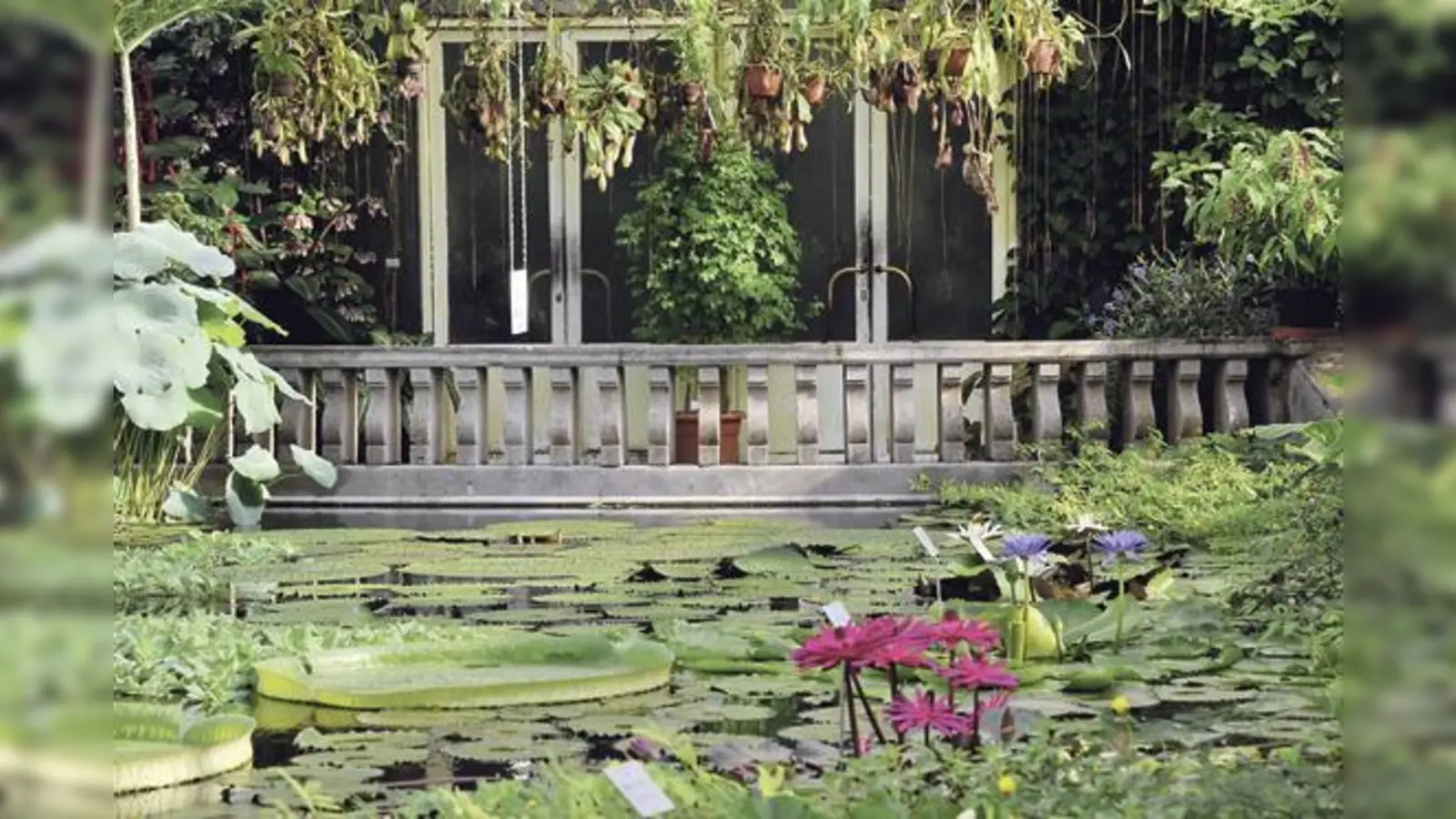 Einen Eindruck von den klimatischen Bedingungen in Brasilien kann man sich im Victoriahaus verschaffen. 	 (Foto: VA)