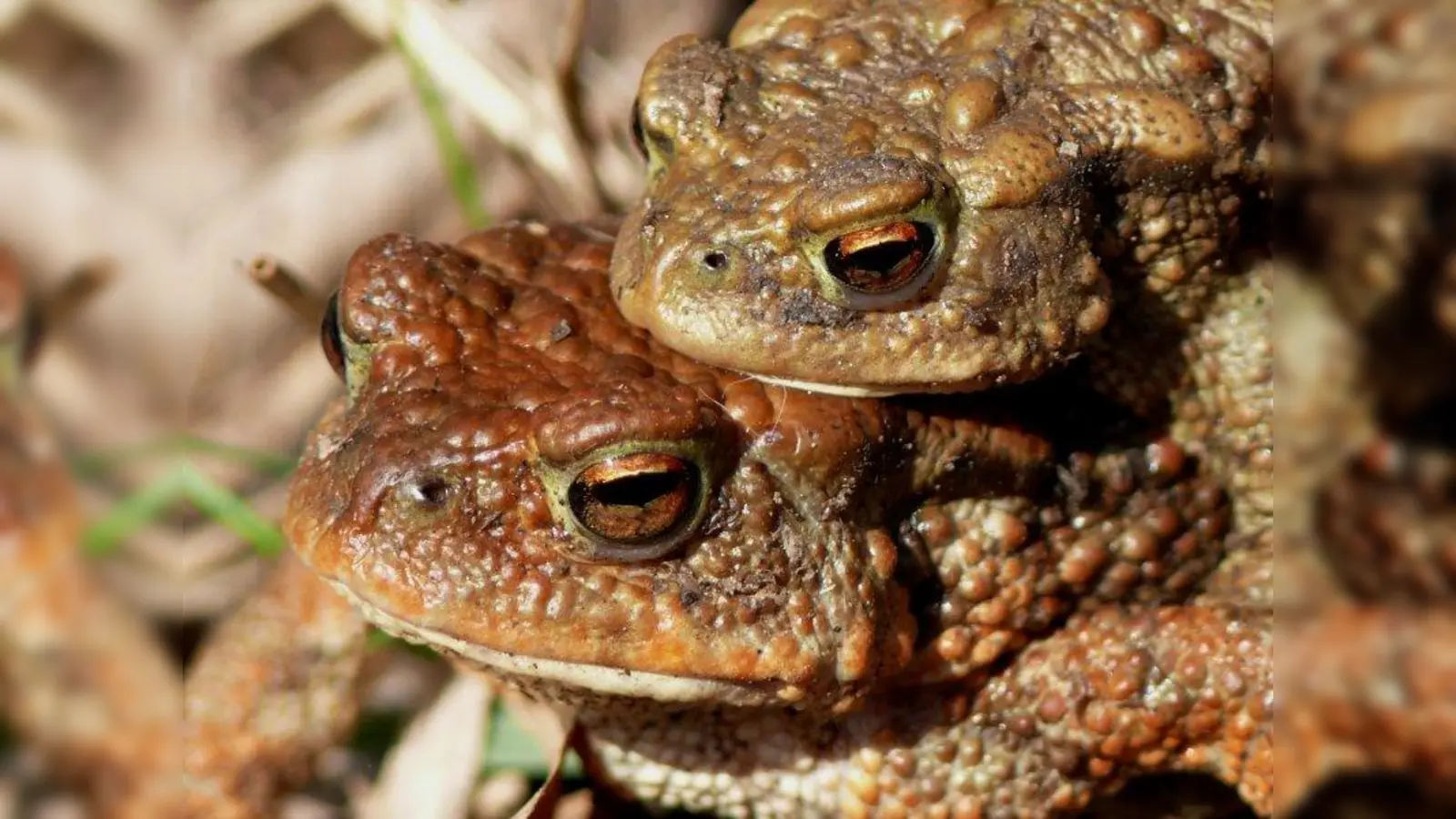 Erdkröten machen sich im März zu den Laichgewässern auf. (Foto: L. Stallknecht/pixelio.de)