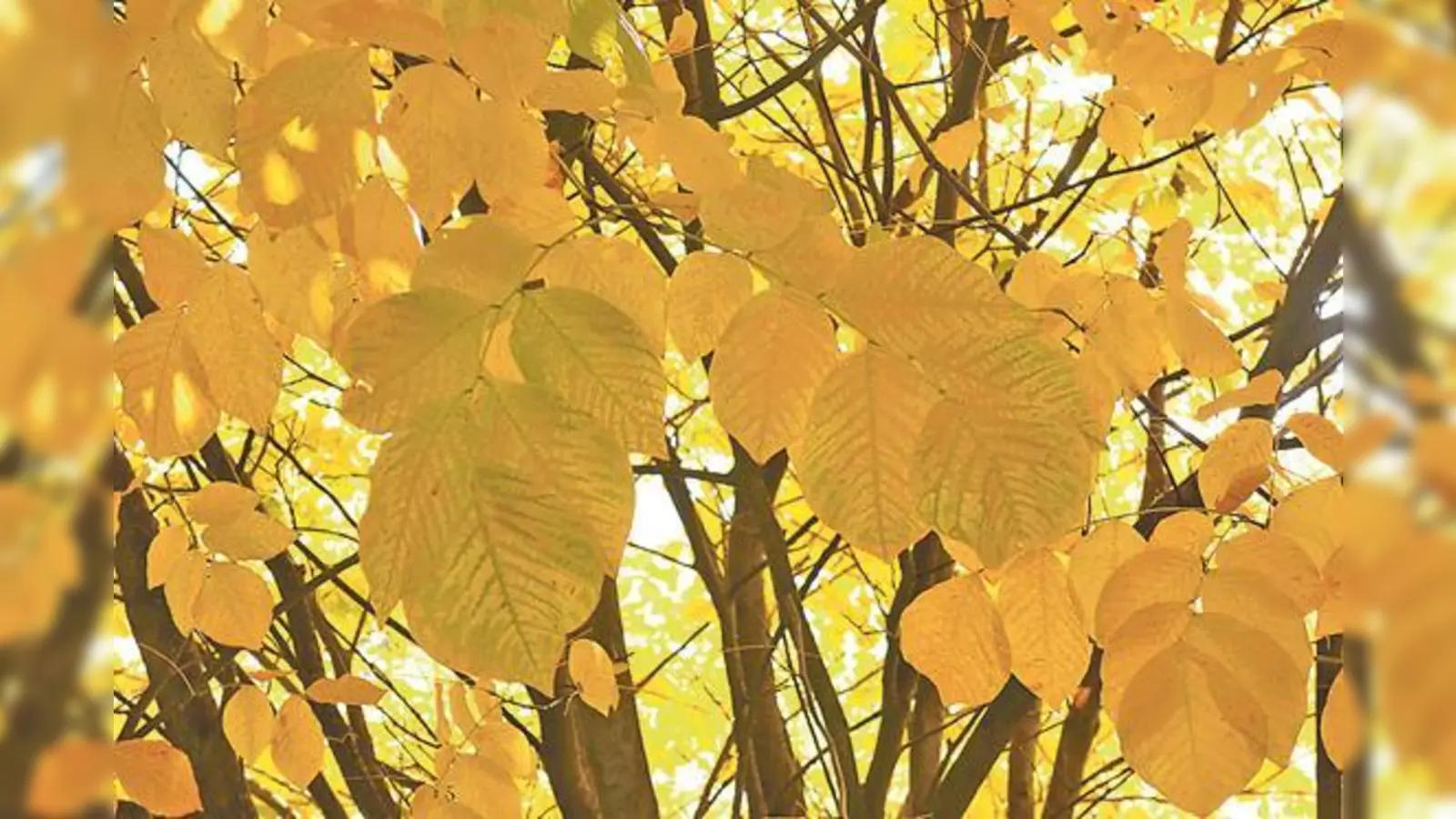 Die Gemeinde Neubiberg sucht noch nach Baumpaten für den Arboretum im Umweltgarten. 	 (Foto: hw)