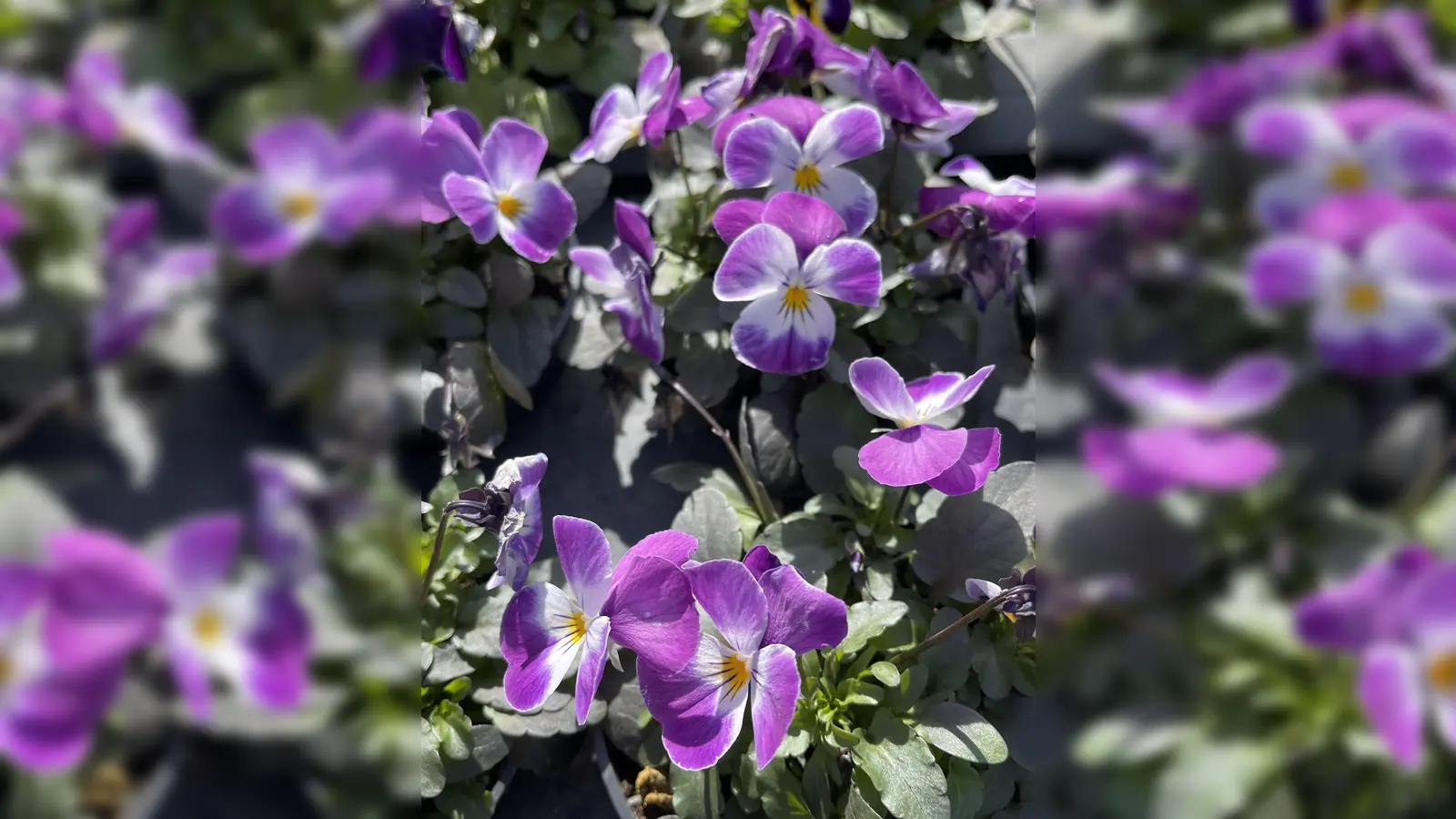 Den Grünen Daumen kann man sogar beruflich erlernen, versprochen! (Foto: hw)
