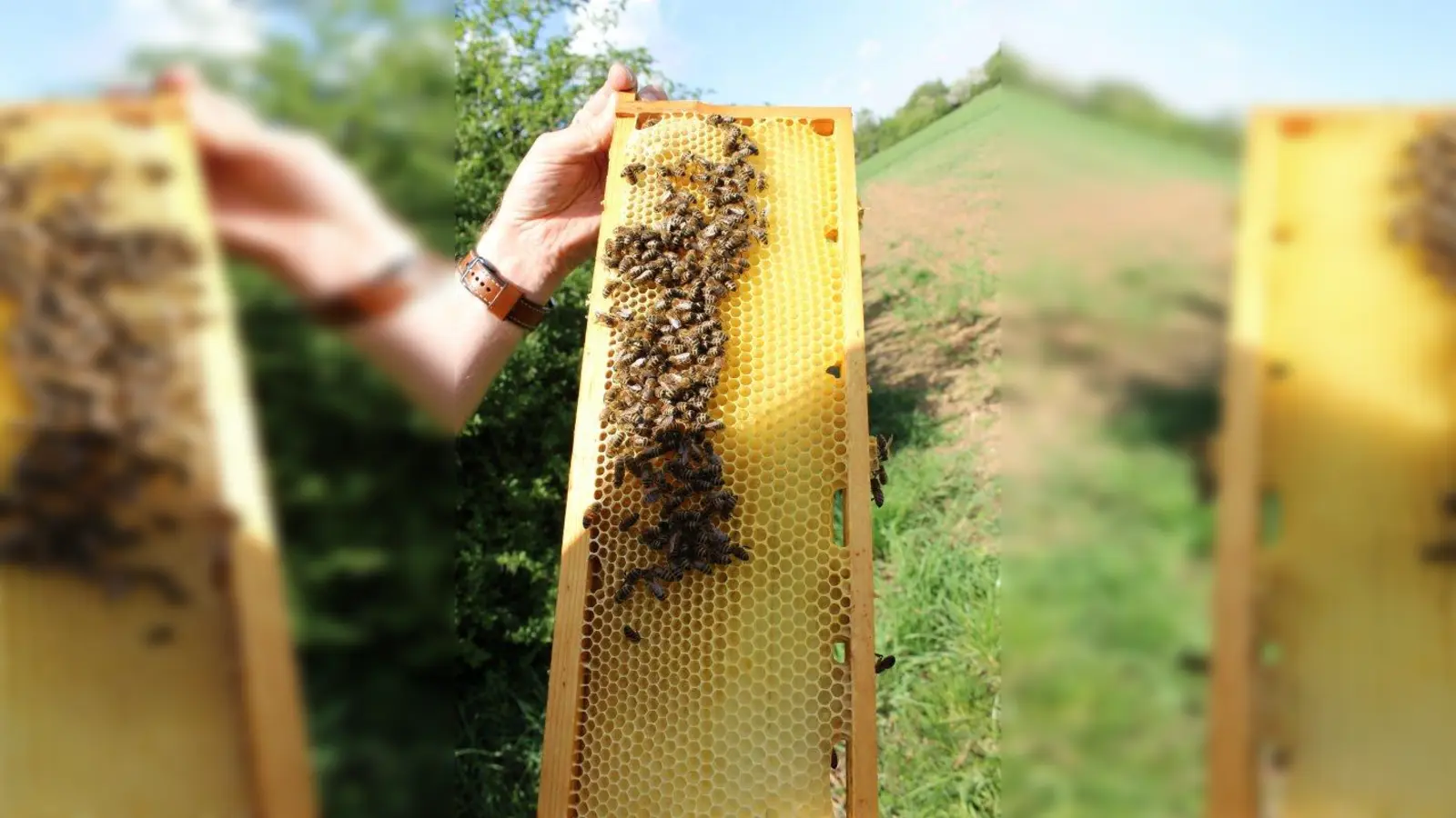 „Kleinstes Haustier der Welt „: Der Bezirksausschuss Neuhausen-Nymphenburg (BA 9) kritisiert, dass eventuell die Bienenhaltung in Kleingartenanlagen eingeschränkt werden soll. (Foto: sb)