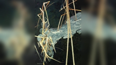 „Schilf im Eis”: dieses Werk von Angelika Brach ist in der Ausstellung „Kraft der Linie” zu sehen. (Foto: Angelika Brach)