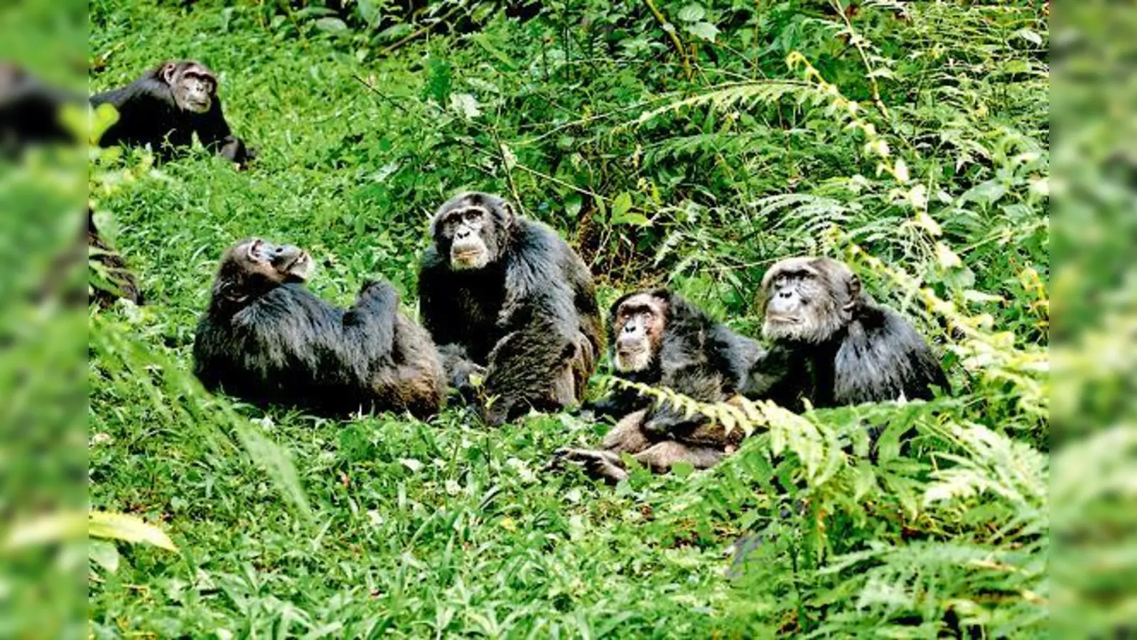 Der Film »Die Schimpansen« zeigt frei lebende Primaten aus dem Tai-Nationalpark an der Elfenbeinküste.	 (Foto: VA)