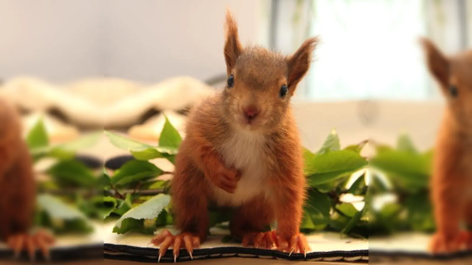 Ein Herz für Eichhörnchen und Wildtiere!   (Foto: Eichhörnchen Verein e.V.)