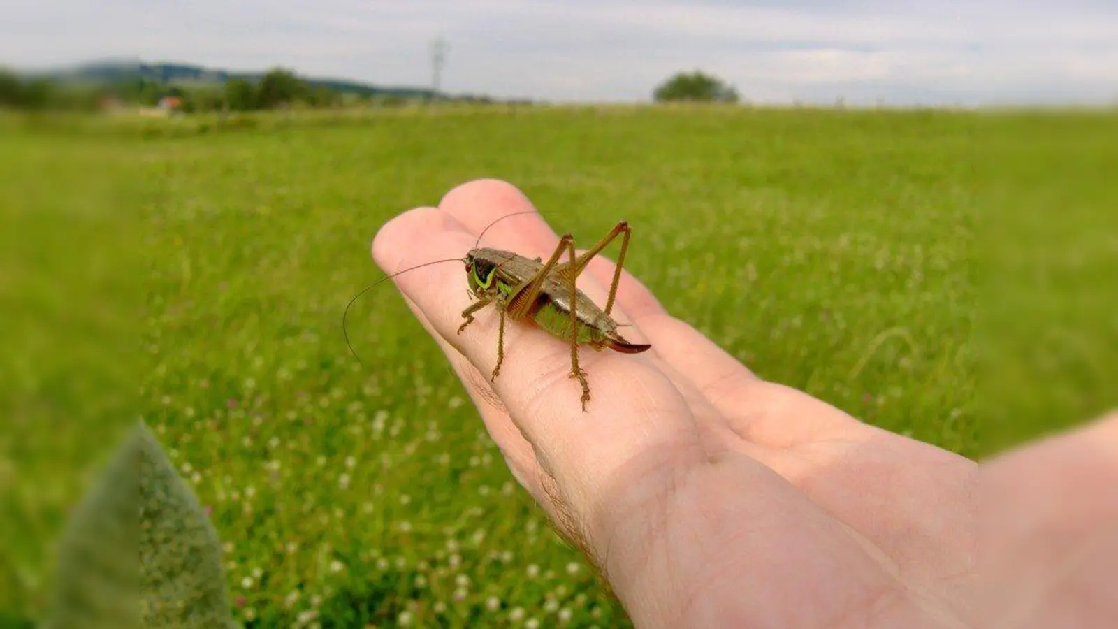 Das Dachauer Moos ist Heimat zahlreicher Heuschreckenarten. (Foto: Elfie Courtenay)