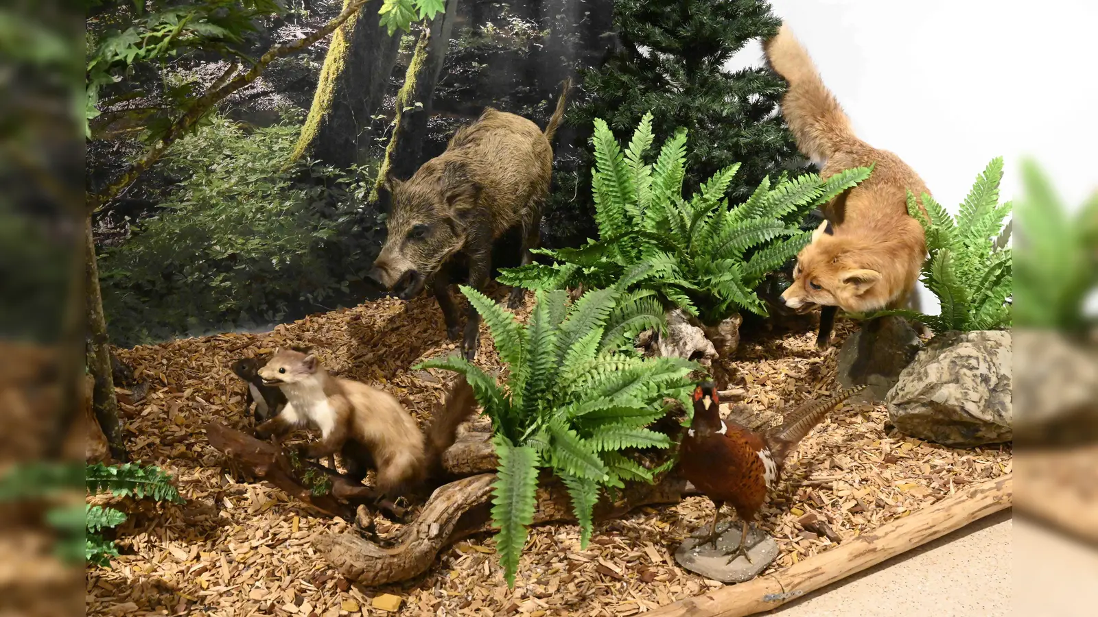 Wildschwein, Fuchs, Fasan und Co. sind im Schlossmuseum ganz aus der Nähe zu sehen. Die Sonderausstellung „Wildes NachLeben” zeigt Wildtierpräparate, Fotografien und vieles Interessantes mehr. (Foto: Ursula Baumgart)