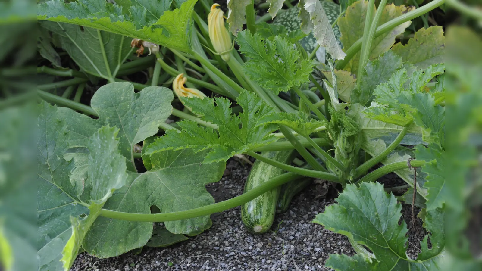 Zucchinis gibt es in verschiedenen Formen, Farben und Musterungen. Hier mit einer unterbrochen weiß gestreiften Frucht.  (Foto: Franz Hoeck)