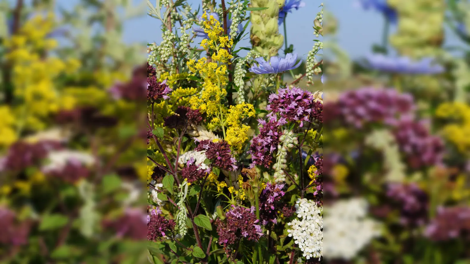 Die Kräuterbuschen sind nicht nur heilsam, sondern oft auch eine Augenweide.  (Foto: hw)