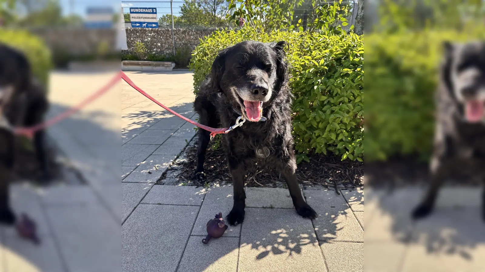 Paul ist ein älterer Herr, der ein ruhiges und hundeerfahrenes Zuhause sucht. (Foto: Tierheim Riem)