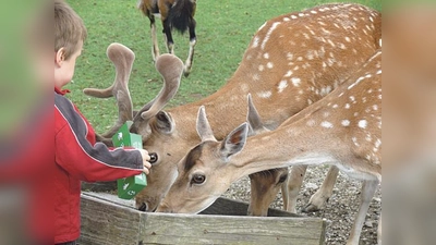 Im BergTierPark Blindham kann man heimische Wilktiere aus nächster Nähe erleben.  (Foto: VA)
