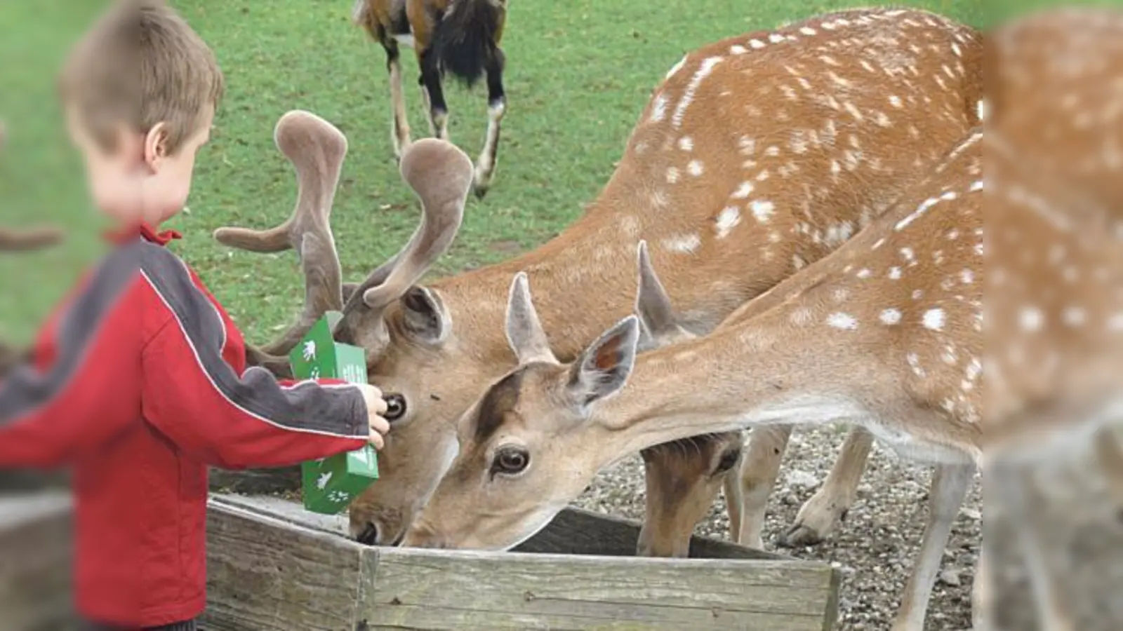 Im BergTierPark Blindham kann man heimische Wilktiere aus nächster Nähe erleben.  (Foto: VA)