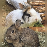 Nanna und Cody sind ein aufgewecktes Kaninchenpärchen. (Foto: Tierheim Riem)
