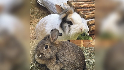 Nanna und Cody sind ein aufgewecktes Kaninchenpärchen. (Foto: Tierheim Riem)