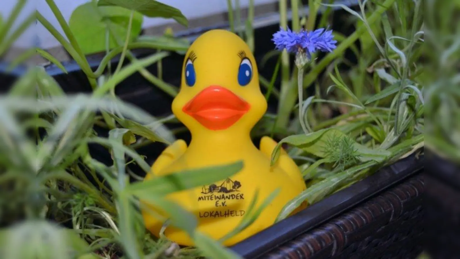 Auch heuer gibt es Miteinander-Enten zu kaufen. Nach einer Online-Anmeldung nimmt man automatisch an der Verlosung der Preise teil. (Foto: Miteinander e.V.)