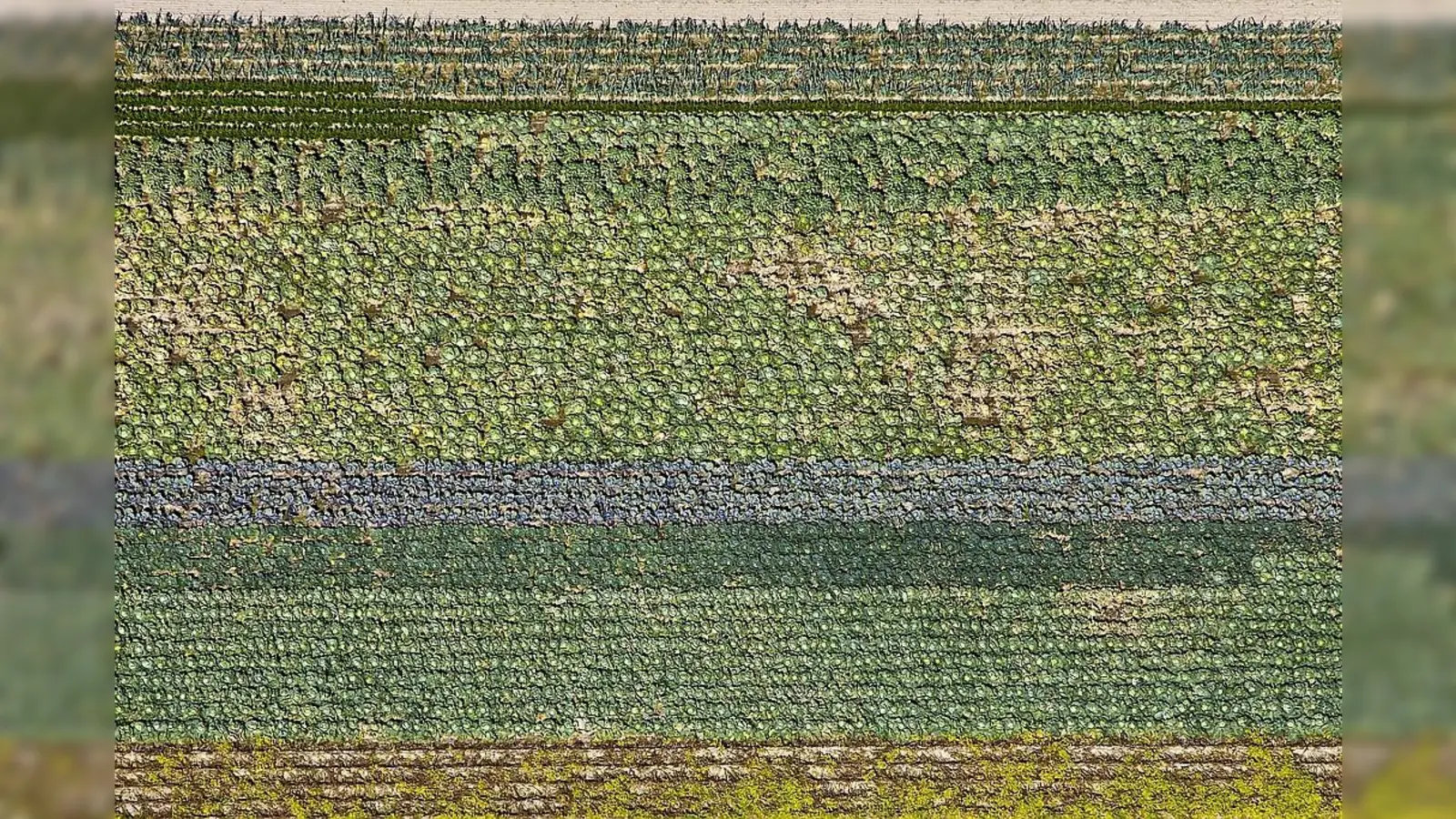 Ein Ismaninger Krautfeld hat Klaus Leidorf von oben fotografiert. Am Sonntag gibt es die letzte Gelegenheit, seine Luftbilder in der Ausstellung "Vogelperspektive" im Schlossmuseum zu begutachten. (Foto: Klaus Leidorf)