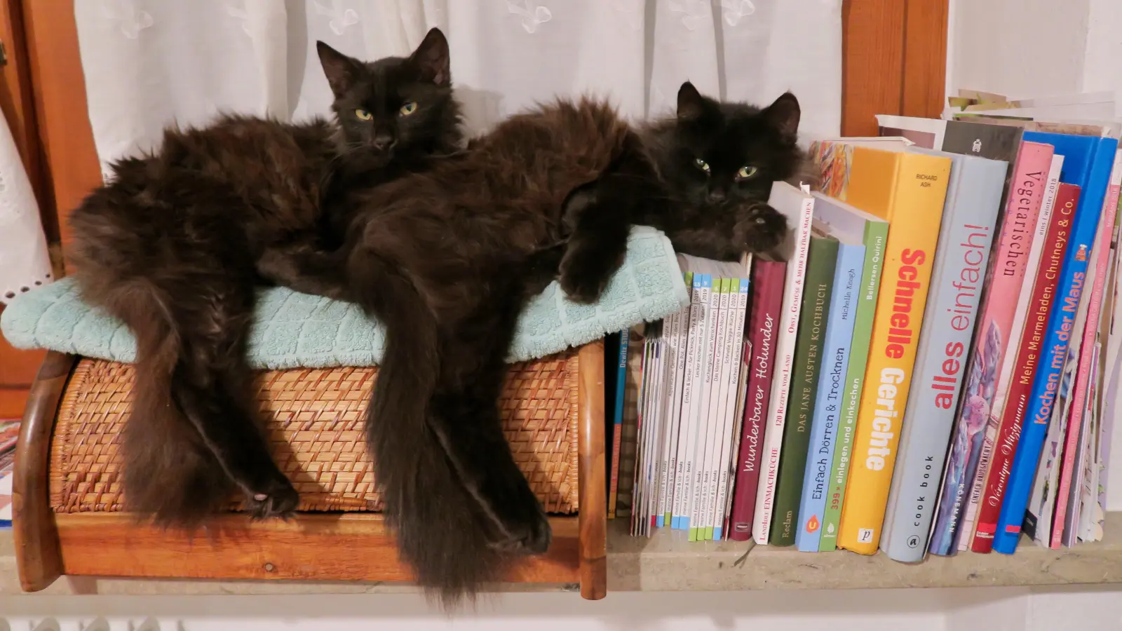 Joschka und Nino gehören zu den Katzen, die vom BdK aufgenommen und betreut werden. Für sie wird ein neues Zuhause gesucht. Die Einnahmen des Weihnachtsflohmarkts kommen heimatlosen Katzen wie ihnen zu Gute.  (Foto: BdK)