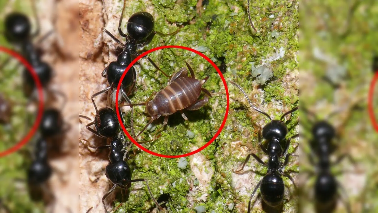 So sieht die Ameisengrille aus. Sie lebt parasitisch in Ameisennestern. (Foto: Bastian Brenzinger)
