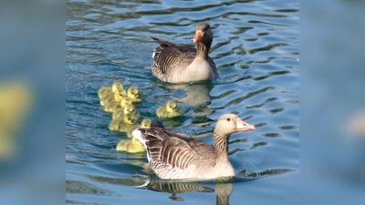 Die Graugans mit ihrer kinderreichen Familie. (Foto: Silke Sorge)