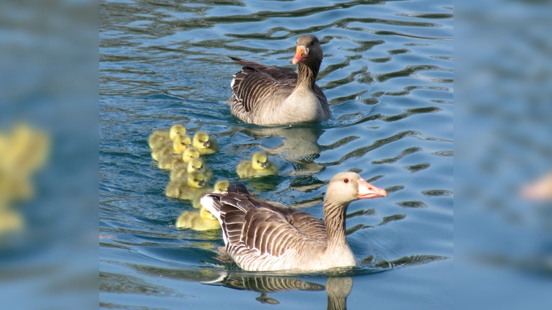 Die Graugans mit ihrer kinderreichen Familie. (Foto: Silke Sorge)