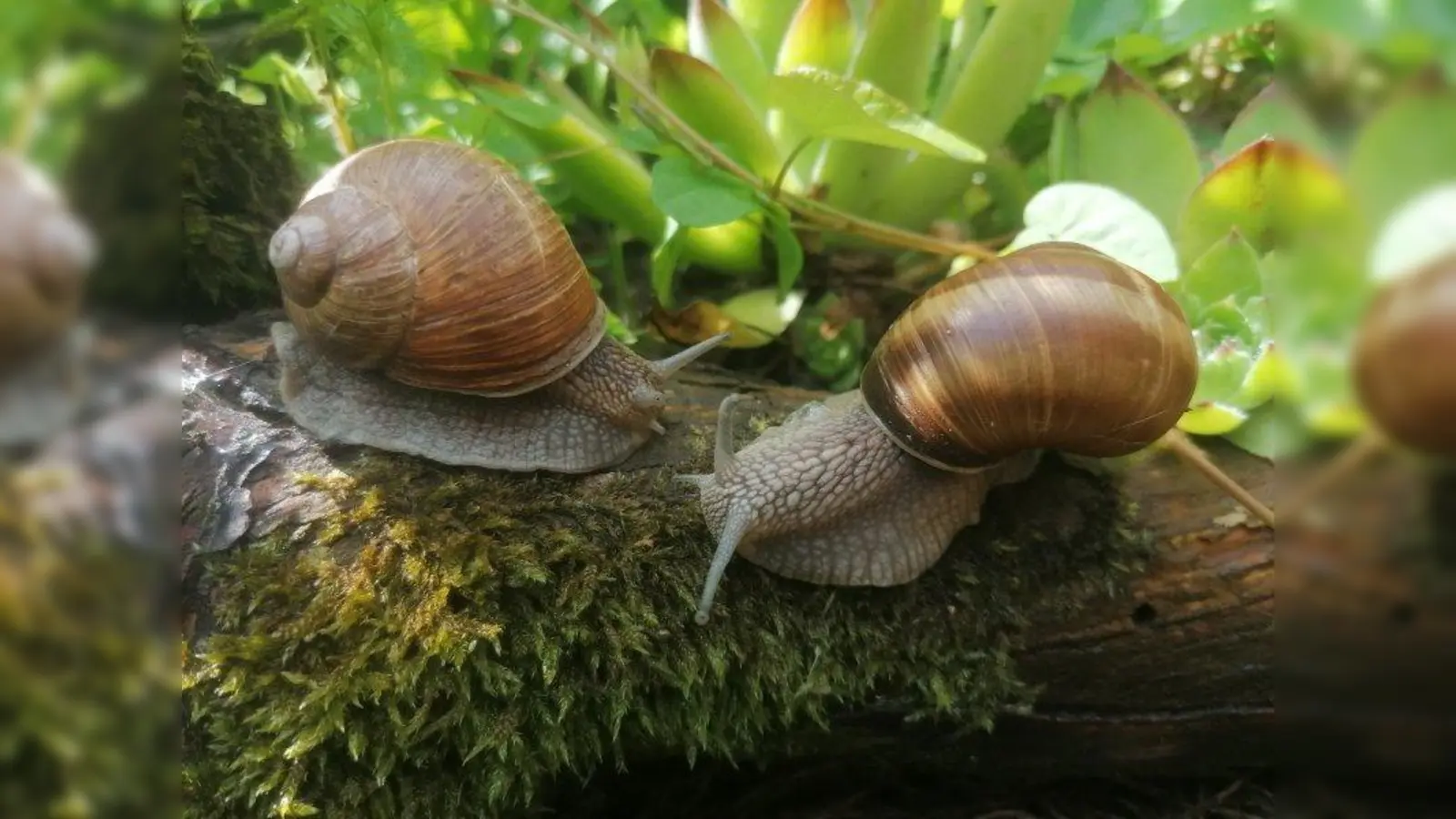 Es dauert einige Zeit, bis sich zwei Weinbergschnecken aufeinander eingestellt haben und zur Paarung schreiten. Während des Paarungsvorspiels beschießen sie sich mit dem sogenannten „Liebespfeil”. (Foto: Tierschutzverein München)
