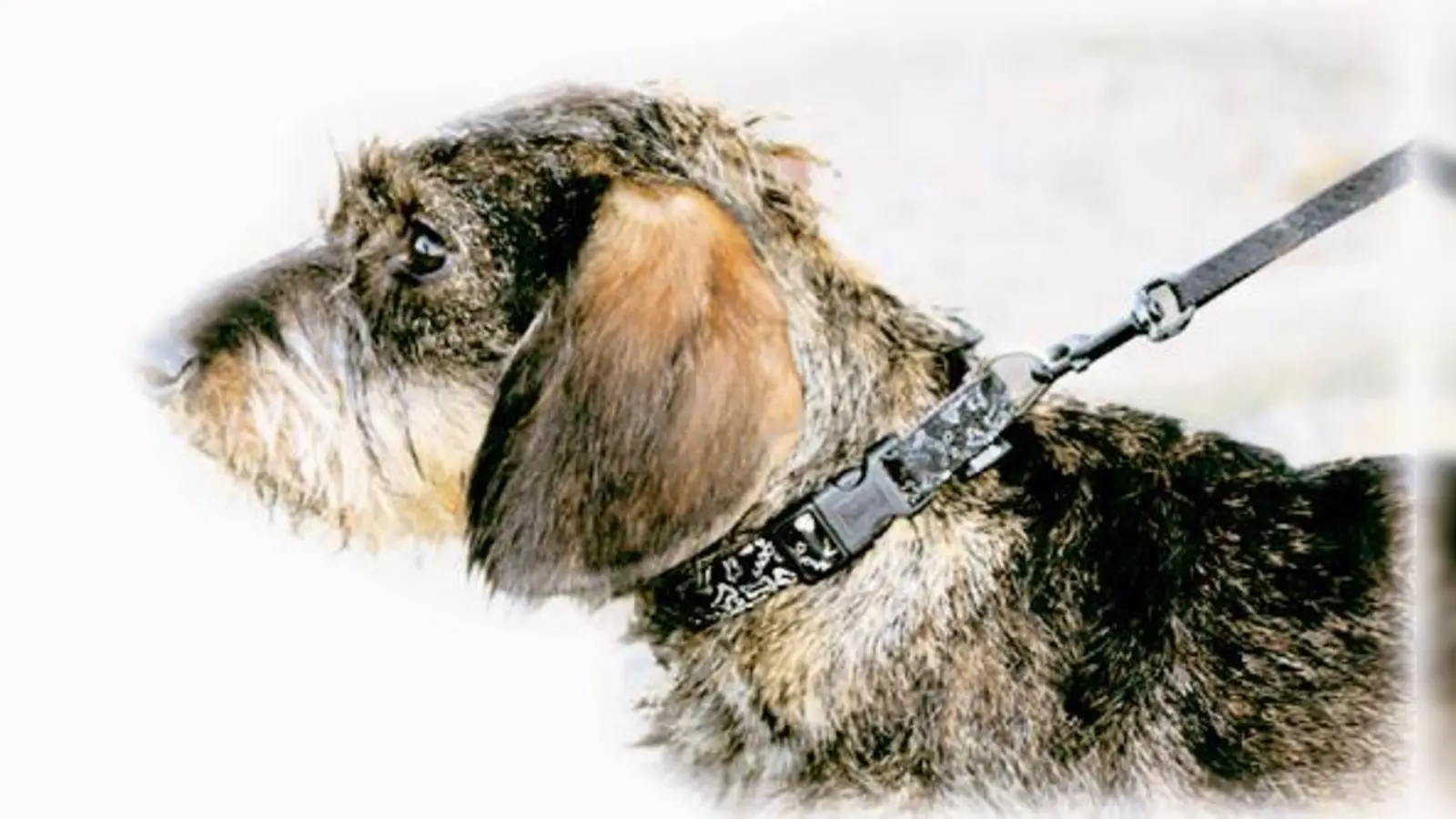 Haarer Hunde haben es schöner.  (Foto: Privat)
