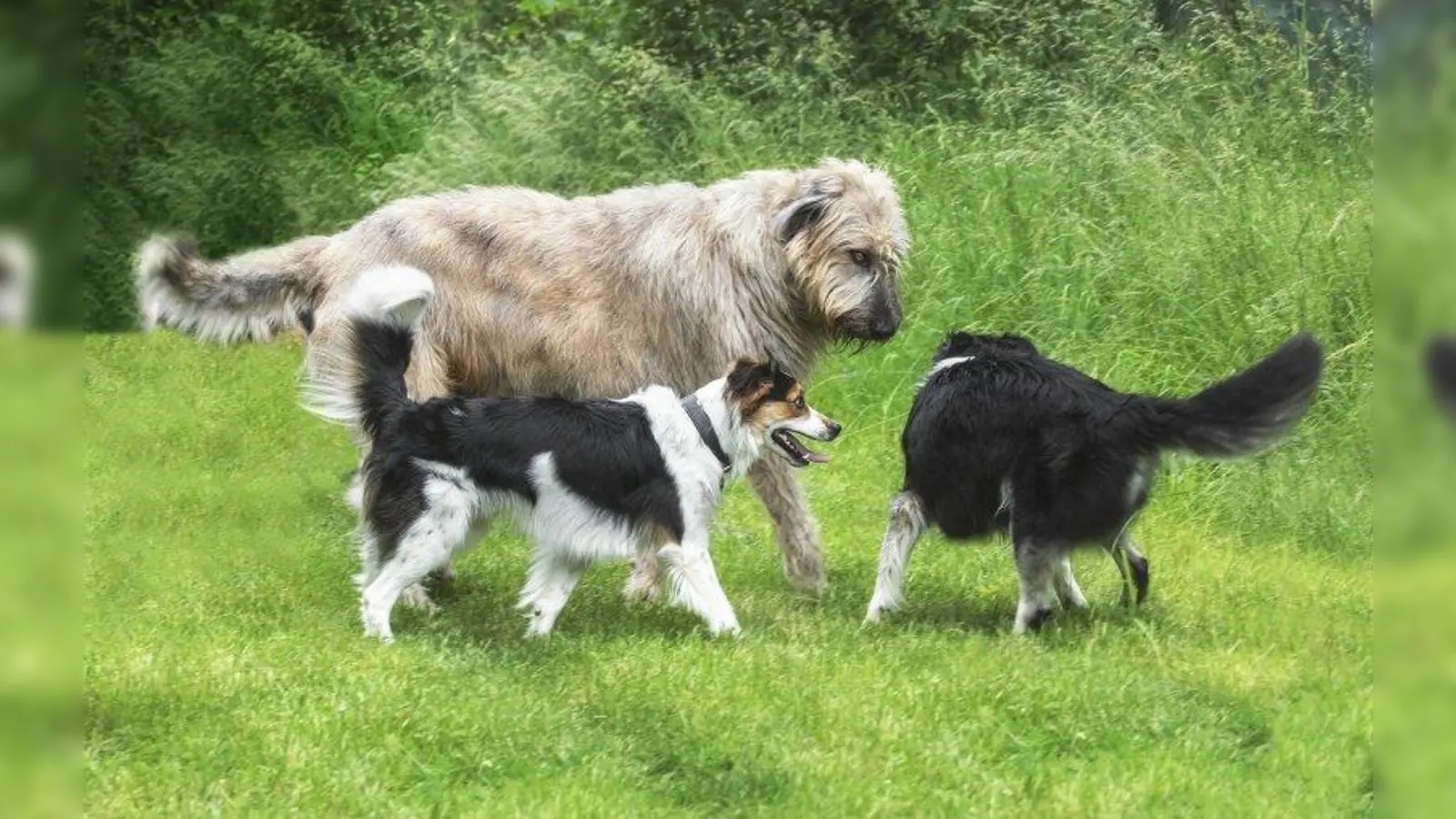 Sozialer Austausch: Die Hundetreffen sind eine Bereicherung für Mensch und Tier. (Foto: Daniela Keil)