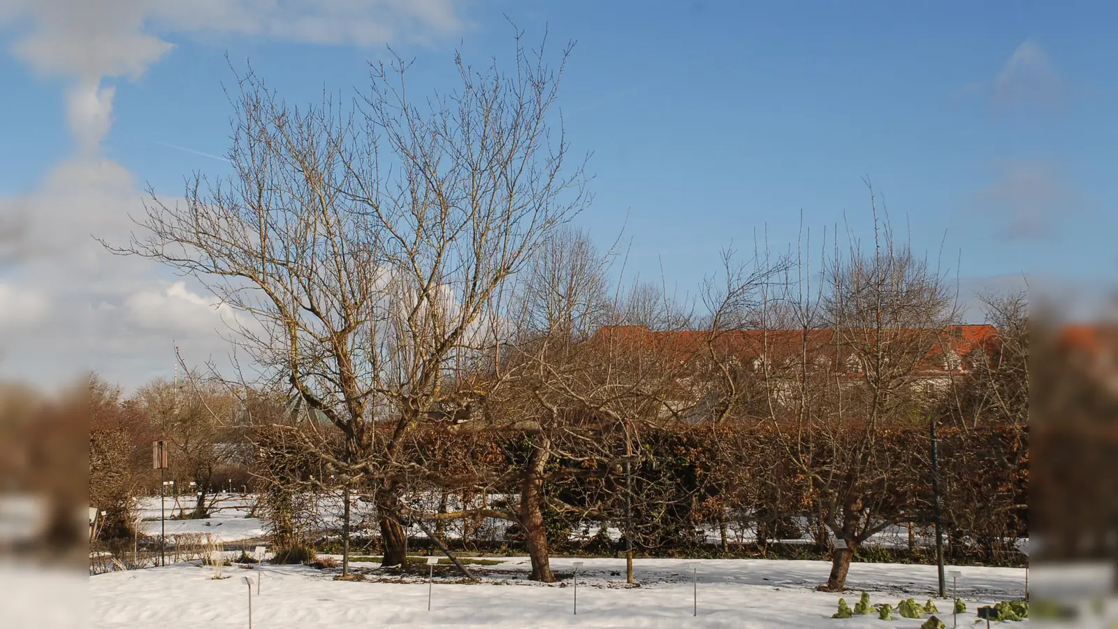 Spalierobst, Zwetschgenbaum links im Bild und Apfelbäume im Nutzpflanzenbereich des Botanischen Gartens. (Foto: Ehrentraud Bayer, Botanischer Garten München-Nymphenburg)