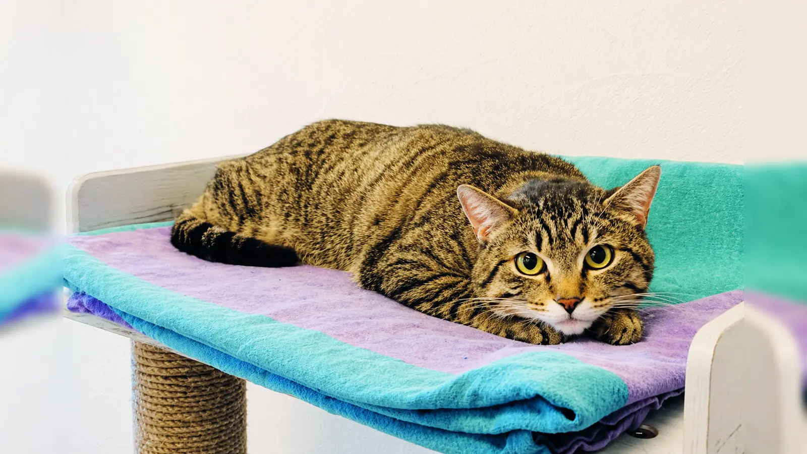 Kater Pauli ist noch etwas unsicher und ängstlich. (Foto: Tierheim Riem)