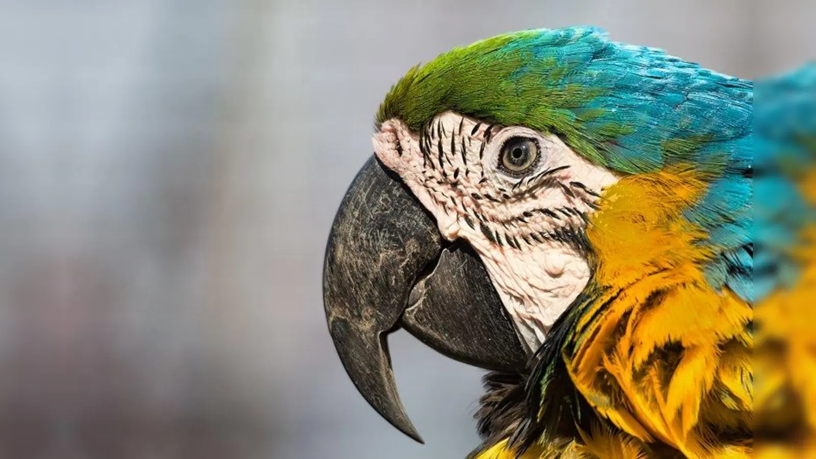 Um die richtige Papageienhaltung und das Verhalten der Tiere geht es am 24. Februar bei einem Seminar im Münchner Tierheim. (Foto: Rudi Fränkle/pixelio.de)