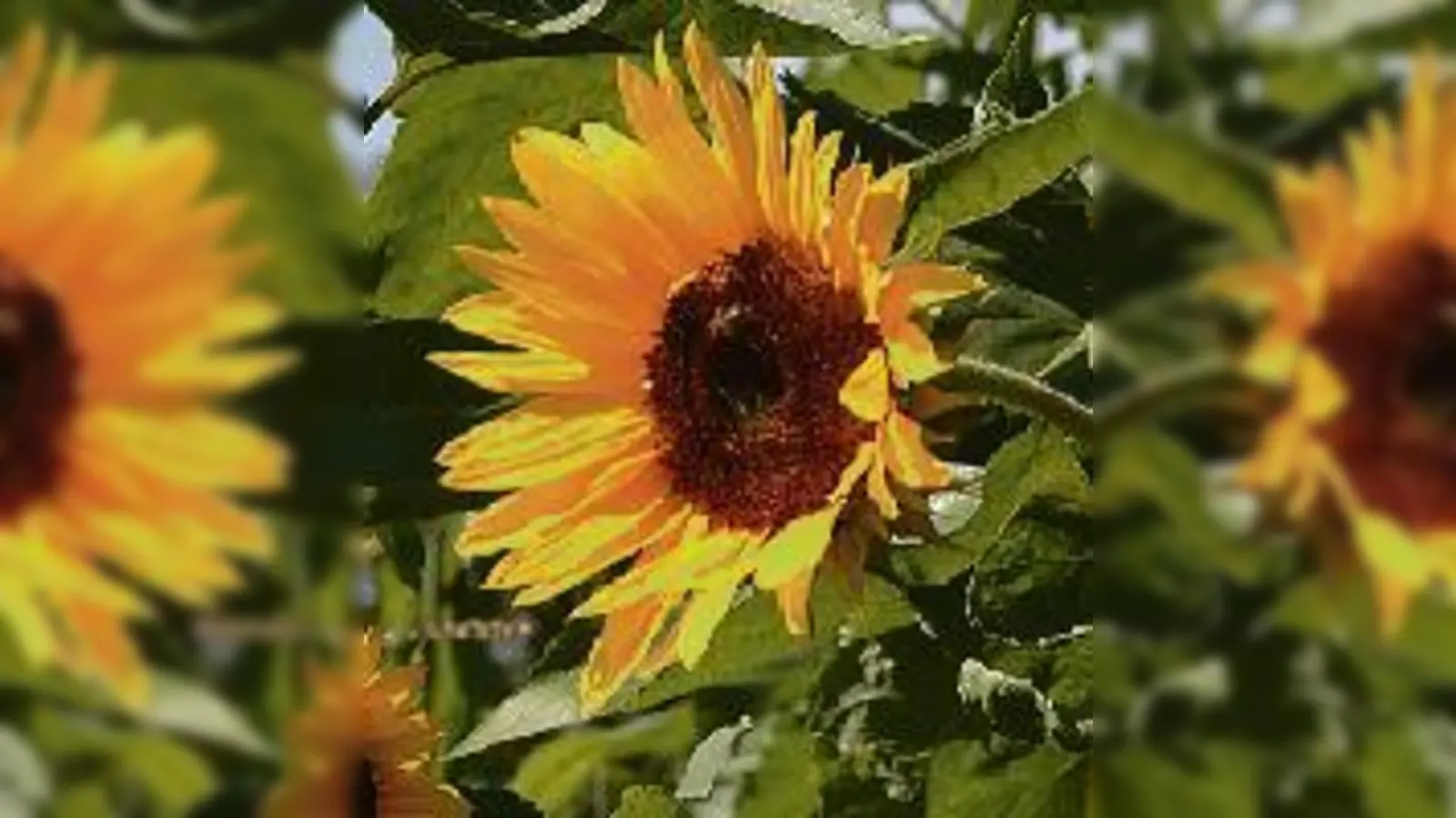 Sonnenblumen gehörten zu den Lieblingsmotiven des Malers Vincent van Gogh. 	 (Foto: VA)