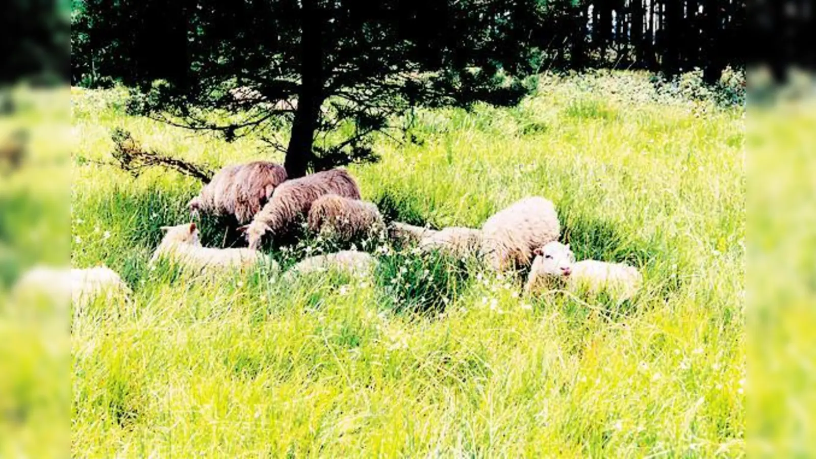 Niedlich und auch nützlich: Schafe spielen eine wichtige Rolle in der Landschaftspflege.	 (Foto: VA)