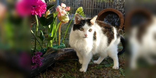 Churri ist eine menschenbezogene, verschmuste und temperamentvolle Katze mit viel Charakter. (Foto: Tierheim Riem)