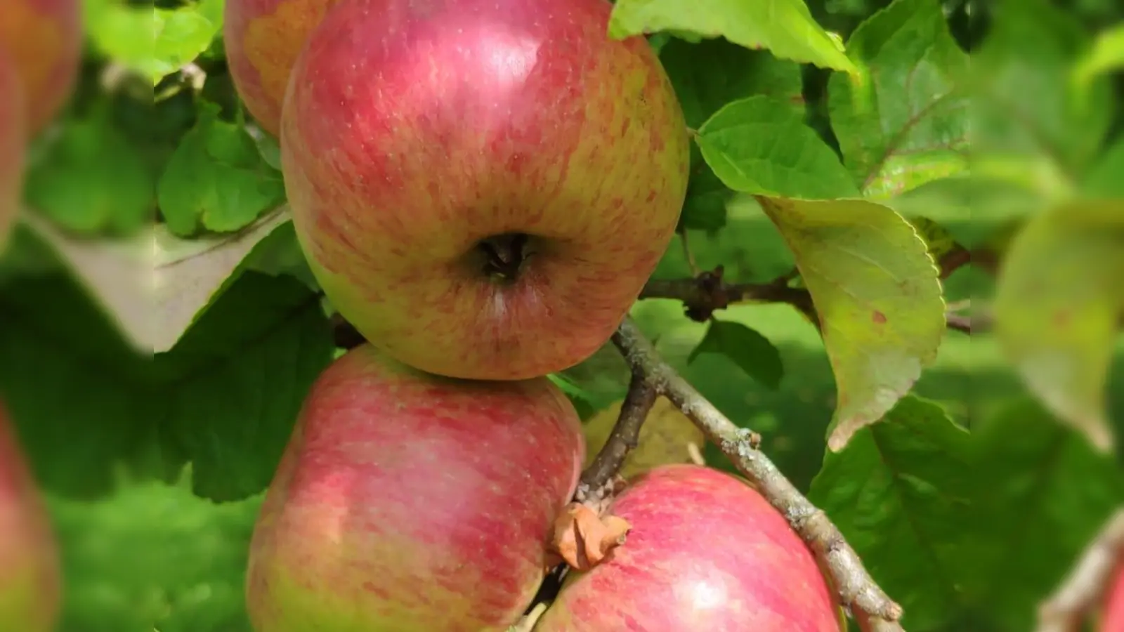 Der Obst- und Gartenbauverein Hartmannshofen hat seine Obstpresse in Betrieb genommen. (Foto: Verein)