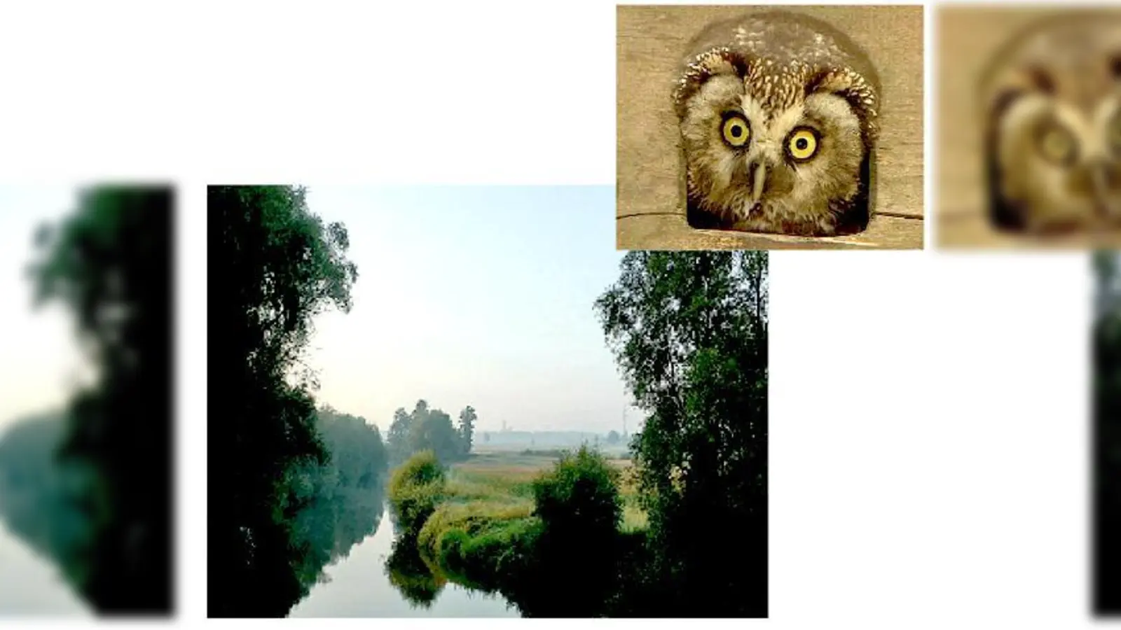 Bei der Videonale gibt es heuer auch Filme über das Rottal und den Raufußkauz zu sehen. 	 (Foto: VA)