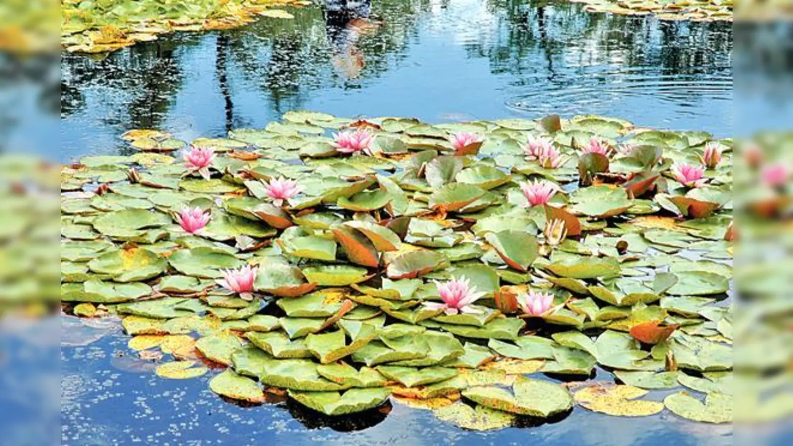 Blick ins Seerosenbecken im Schmuckhof.  (Foto: Ehrentraud Bayer, Botanischer Garten München-Nymphenburg)