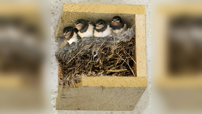 Vier gewinnt: Dieses fröhliche Schwalbenquartett wächst munter in einer künstlichen Nisthilfe auf. Diese gibt es jetzt kostenlos im Landkreis Weilheim-Schongau (Foto: Klaus Janke)