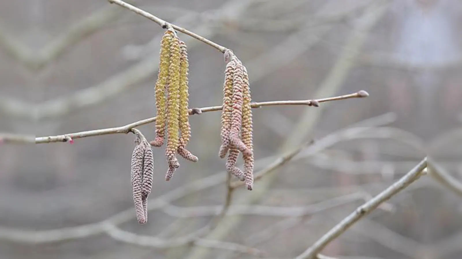 Haselsträucher geben bei jedem Windhauch und jeder Bewegung Pollenkörner in die Luft ab.	 (Foto: Franz Höck)